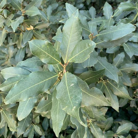Laurel Bay Leaves